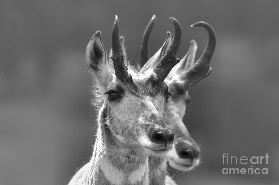 Yellowstone National Park Photograph - Lamar Valley Pronghorn Duo Black And White by Adam Jewell
