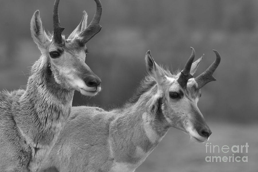 Yellowstone National Park Photograph - Lamar Valley Pronghorn Landscape Black And White by Adam Jewell