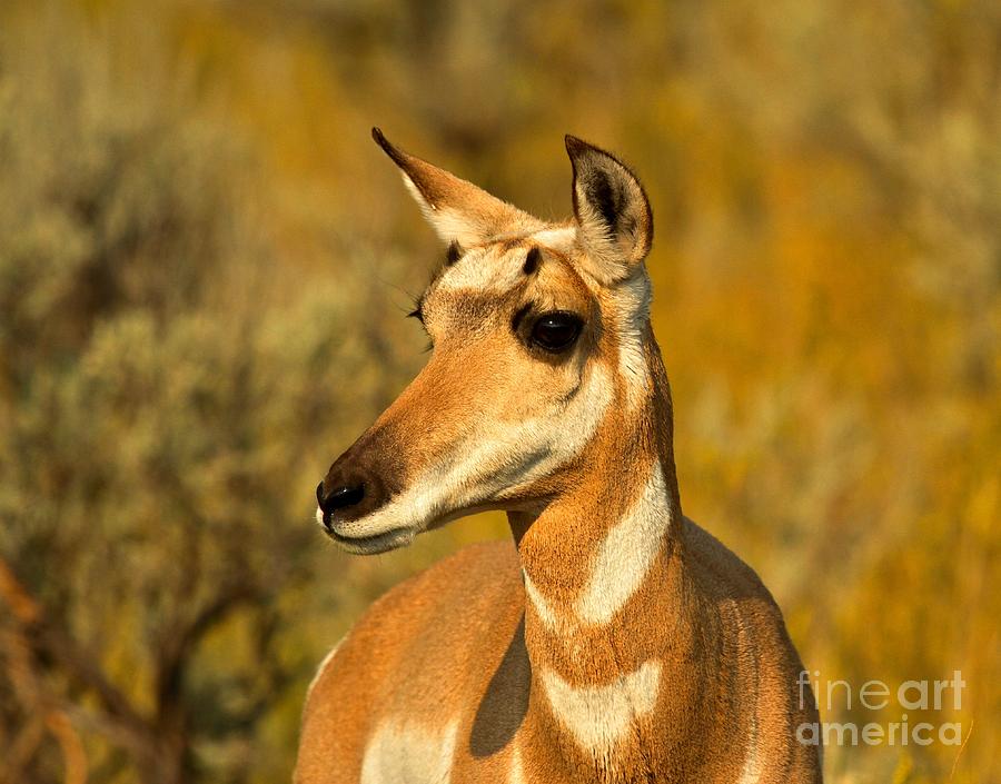 Pronghorn Photograph - Lamar Valley Pronghorn Pose by Adam Jewell