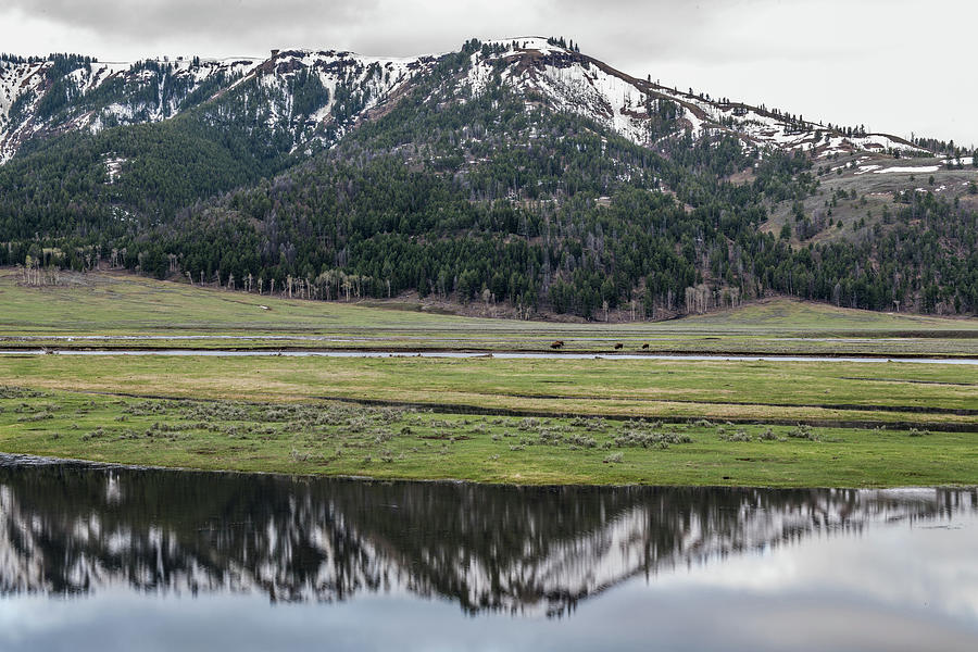 Lamar Valley Reflections Photograph by Paul Freidlund