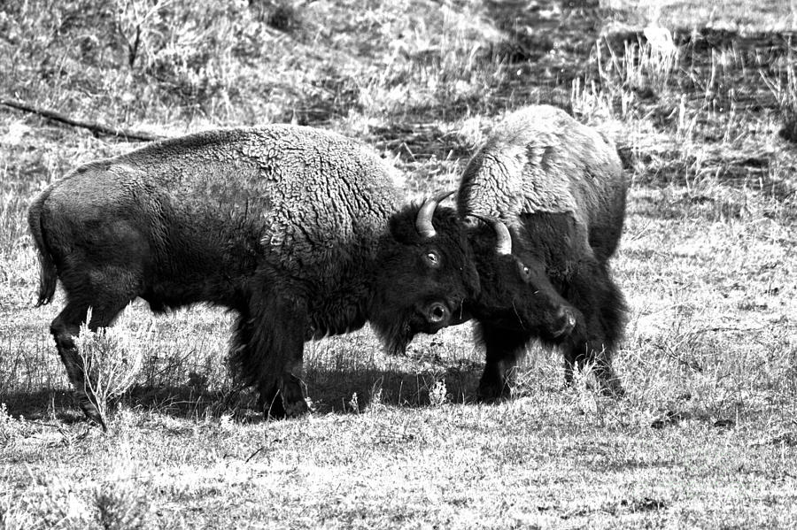 Lamar Valley Roughhousing Black And White Photograph by Adam Jewell