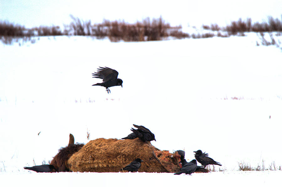 Lamar Valley Scavengers Photograph by Adam Jewell