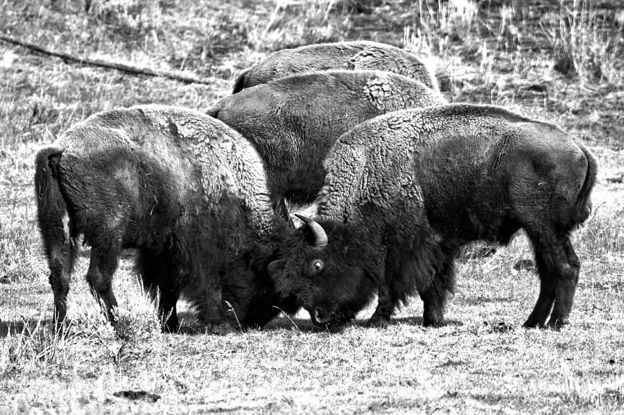 Lamar Valley Spring Battle Black And White Photograph by Adam Jewell