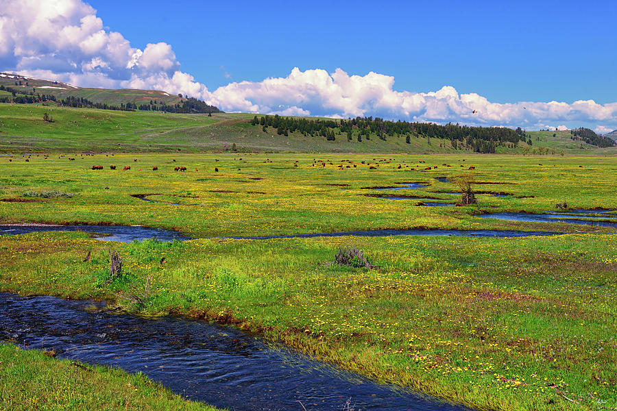 Lamar Valley Spring Photograph by Greg Norrell