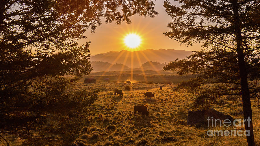 Lamar Valley Sunrise Photograph by Sean Mills