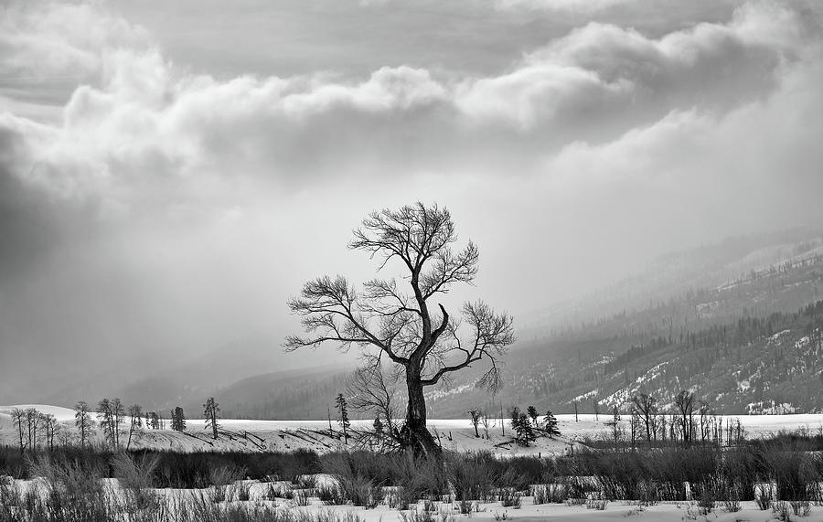 Lamar Valley Tree Photograph by Max Waugh
