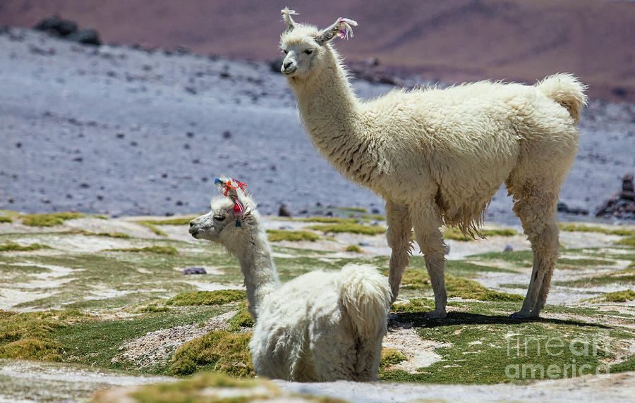 Lamas in Bolivia Photograph by Olivier Steiner