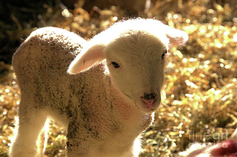 Sheep Photograph - Lamb all aglow by Carole Martinez
