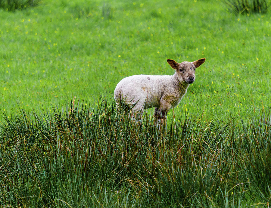 Lamb Alone In The Tall Grass Photograph by Scott Lyons