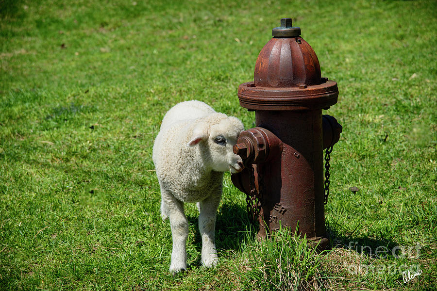 Lamb and Fire Hydrant Photograph by Alana Ranney