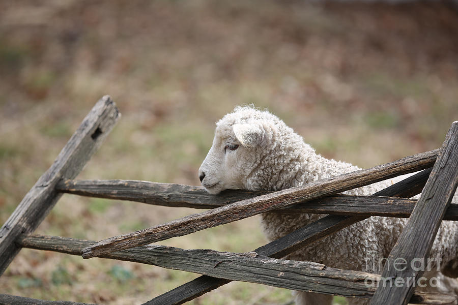 Lamb at Pasture Fence Photograph by Lara Morrison