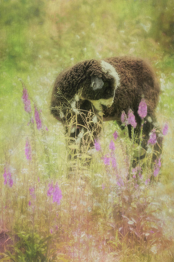 Lamb at Springtime painterly Photograph by Belinda Greb