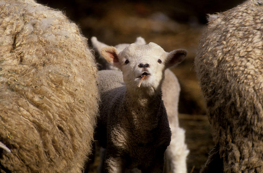 Lamb Between Two Butts Photograph By Jerry Shulman Fine Art America