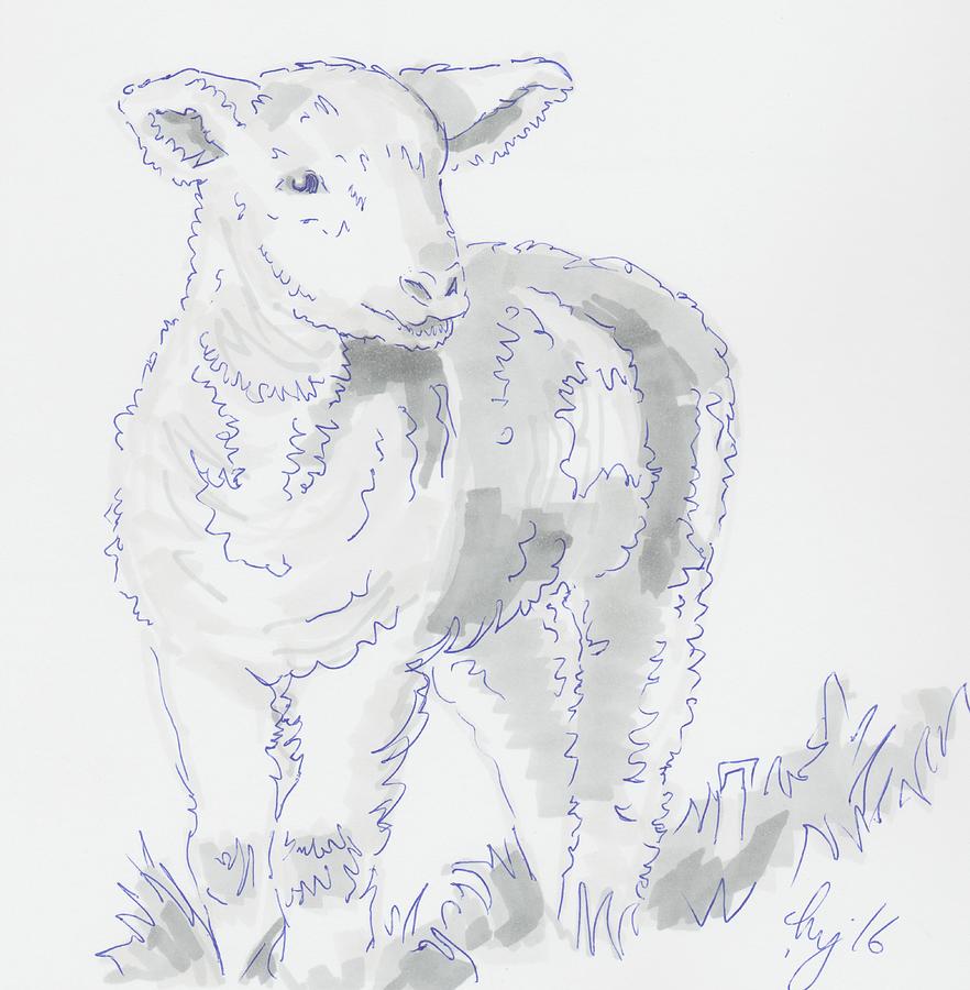 Lamb drawing using marker pen Drawing by Mike Jory