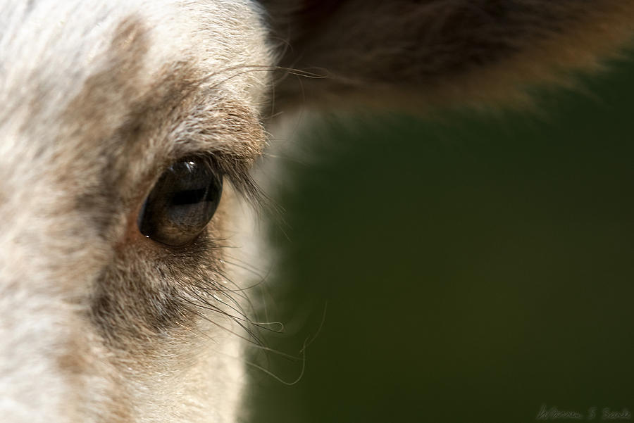 Sheep Photograph - Lamb Eyelashes by Warren Sarle