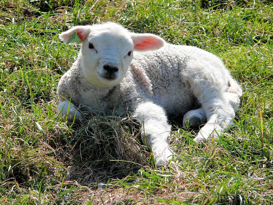 Lamb Photograph by FL collection