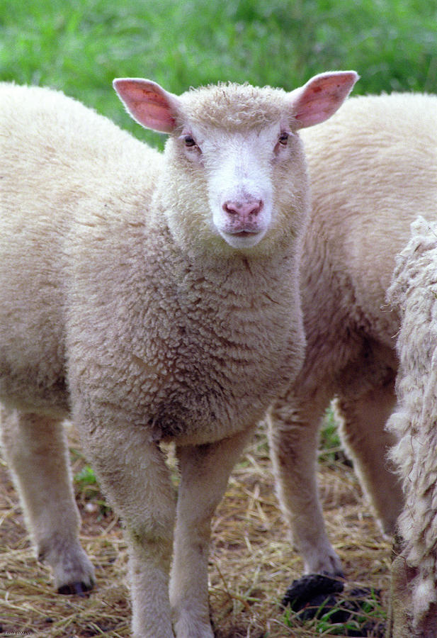 Lamb Photograph by Frank DiMarco