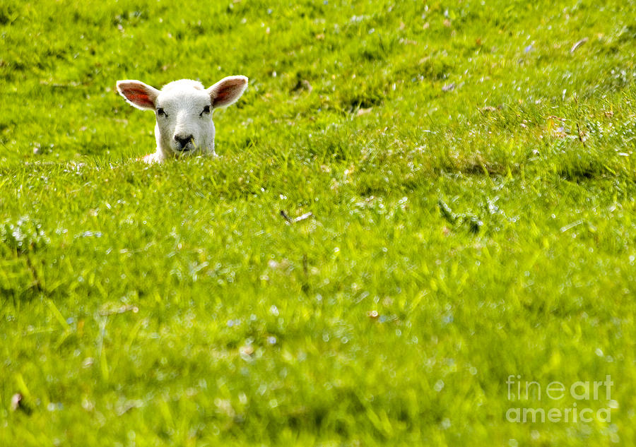 Sheep Photograph - Lamb In A Dip by Meirion Matthias