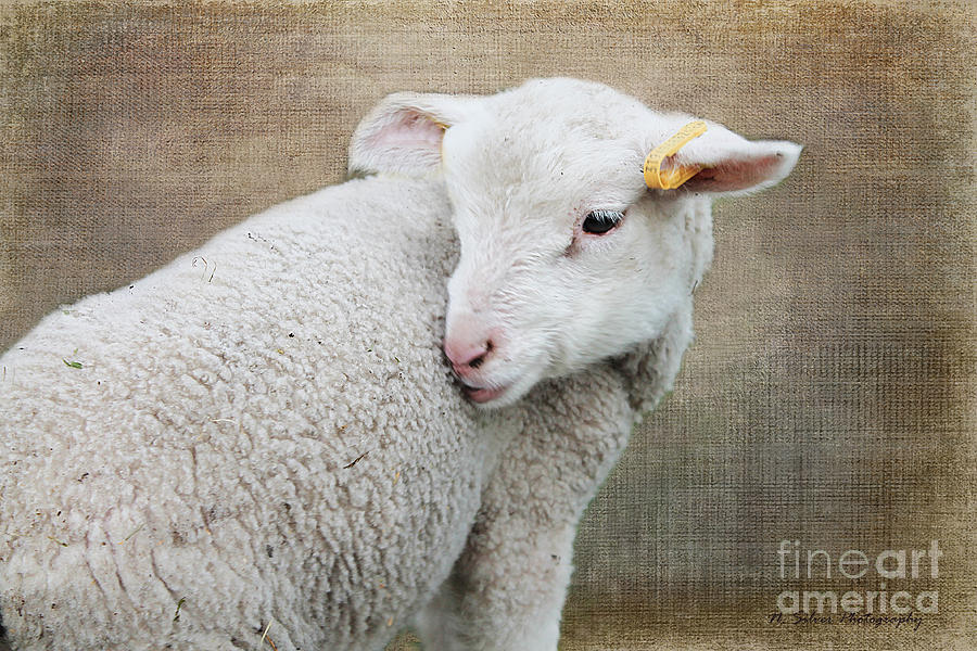 Lamb Lament 2 Photograph by Nina Silver