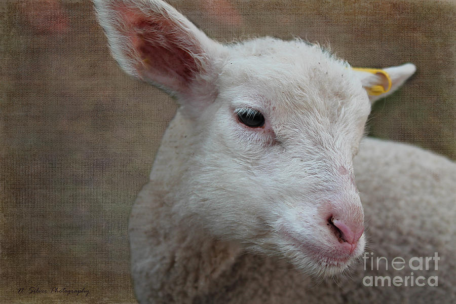 Lamb Lament Photograph by Nina Silver