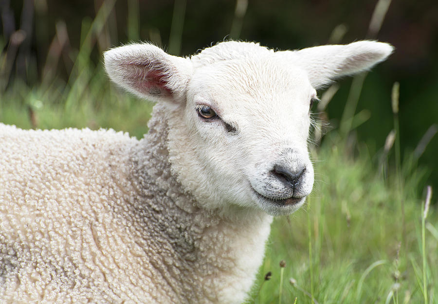 Lamb Photograph by Mary Lane - Fine Art America