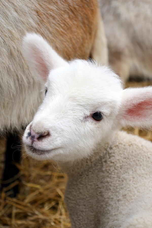 Sheep Photograph - Lamb by Michelle Calkins