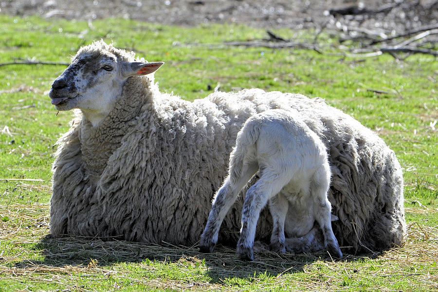 Lamb nursing Photograph by Josephine Buschman