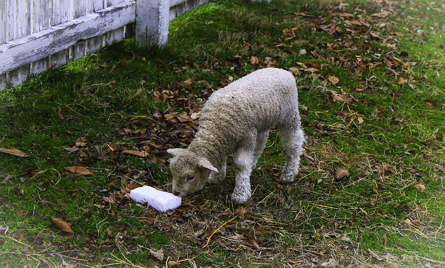 Lamb Photograph by Ola Allen