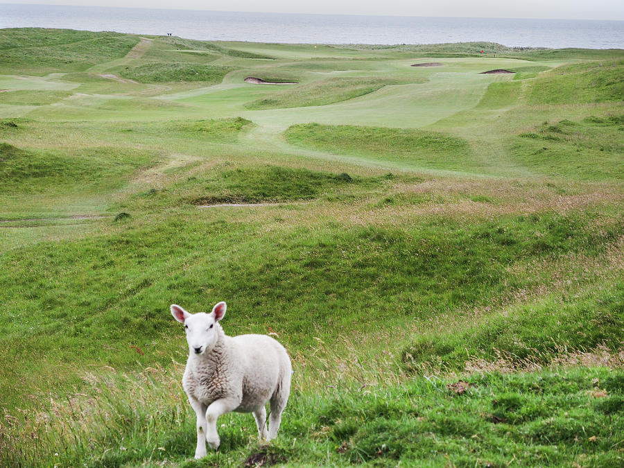 Lamb on the 17th at Brora Photograph by Sally Ross