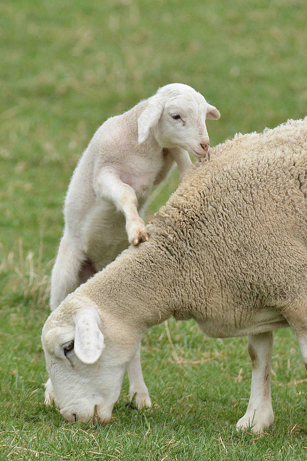 Farm Animals Photograph - Lamb Seeks Attention from Mom by Alan Lenk