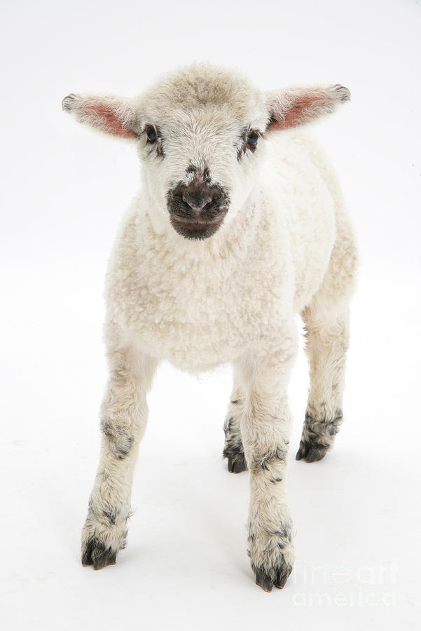 Lamb Standing Photograph by Mark Taylor