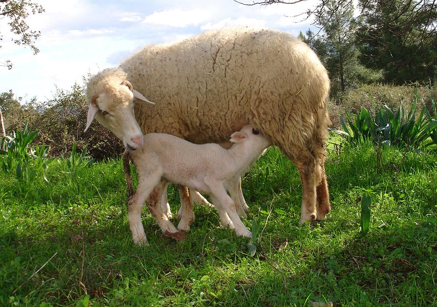 Lamb Suckling From An Ewe Photograph
