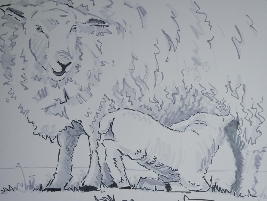 Lamb Suckling Drawing by Mike Jory