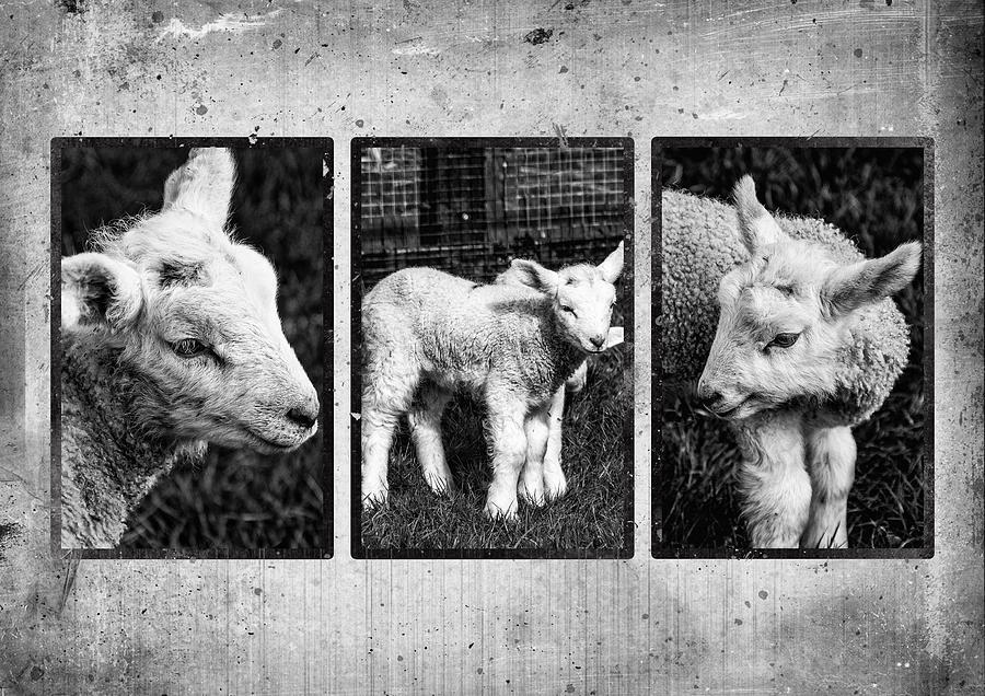 Lamb Triptych Photograph by Martina Fagan
