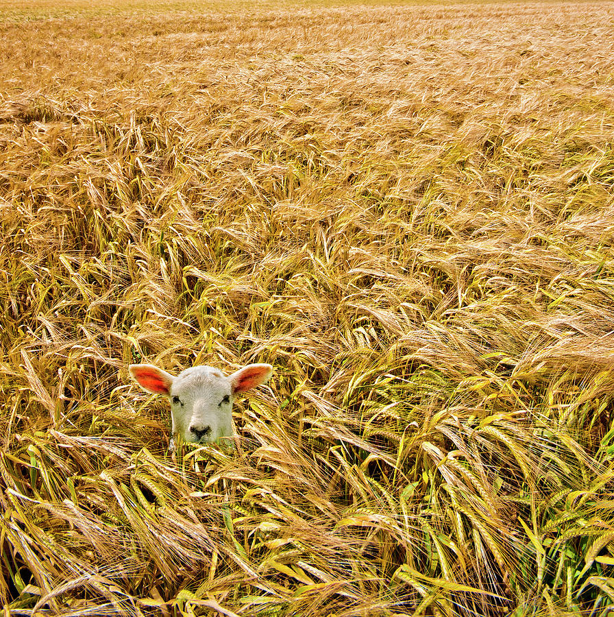 Sheep Photograph - Lamb With Barley by Meirion Matthias