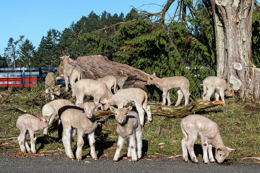 Sheep Photograph - Lambing Season by Kathleen Bishop