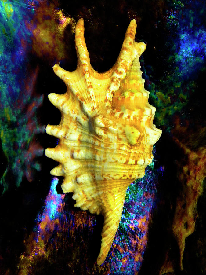 Lambis digitata Seashell Photograph by Frank Wilson
