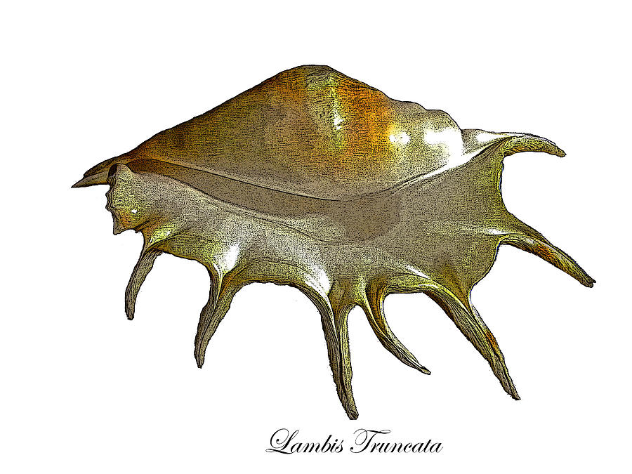 Lambis Truncata Giant Spider Shell Photograph by Frank Wilson