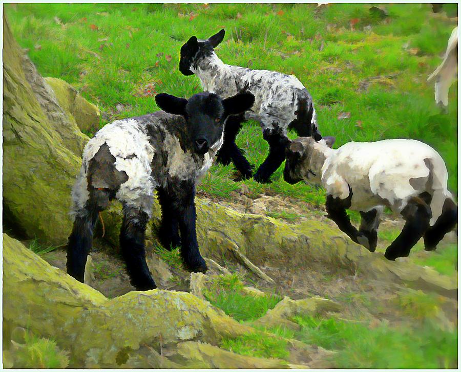Lambs at Play Photograph by Mindy Newman