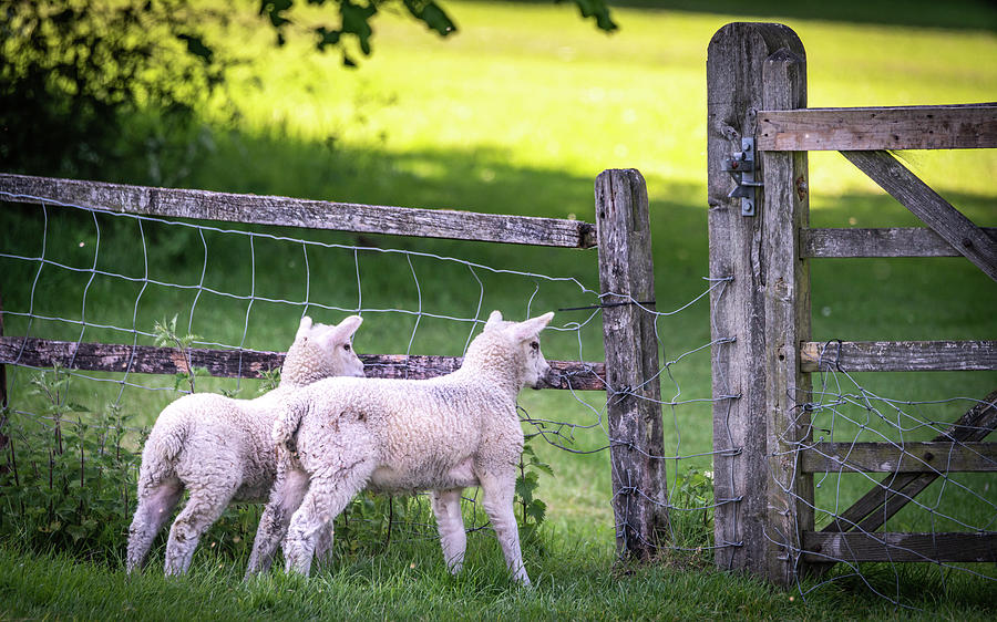 Lambs at the Gate Photograph by Framing Places