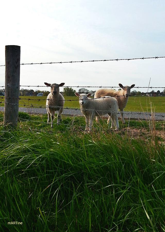 Lambs Behind The Wire Photograph