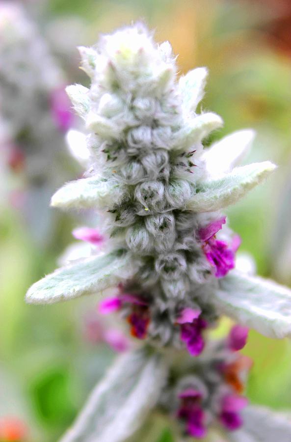 This Little Lambs-Ear Photograph by Morgan Carter