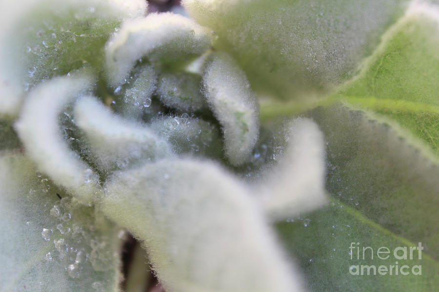 Lambs Ear plant, Stachys byzantina, with morning dew drops Photograph by Adam Long