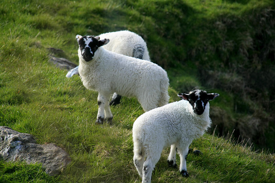 Twin Lambs Photograph by Aidan Moran