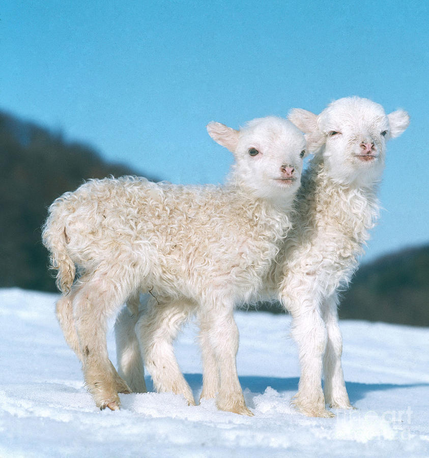 Sheep Photograph - Lambs In Winter by Hans Reinhard