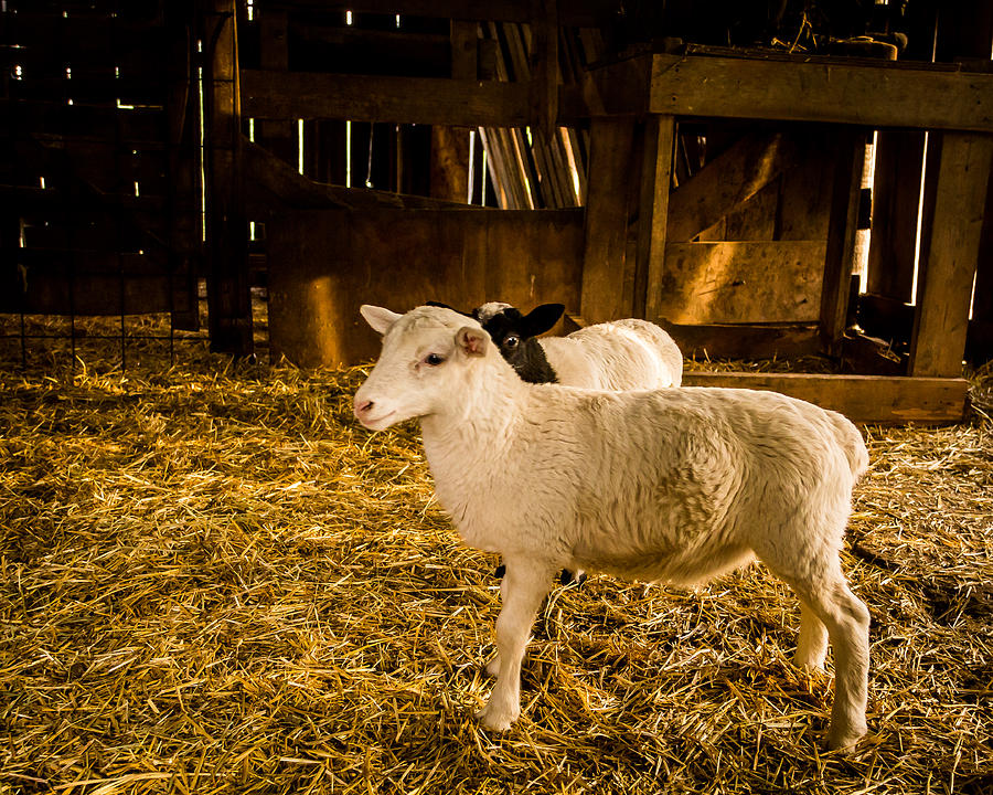Lambs Photograph by Jay Stockhaus