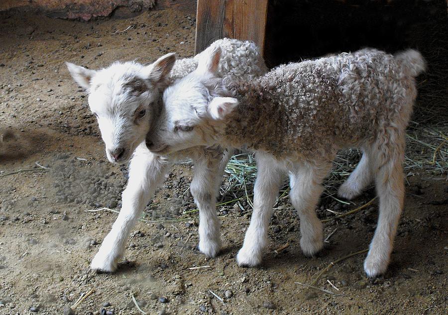 Sheep Photograph - Lambs by Kae Cheatham