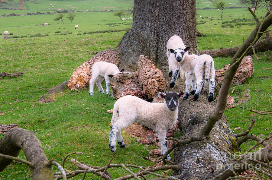 Lambs Photograph by Mariusz Talarek
