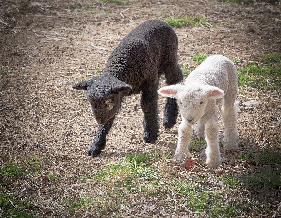 Lambs Photograph by Natalie Rotman Cote