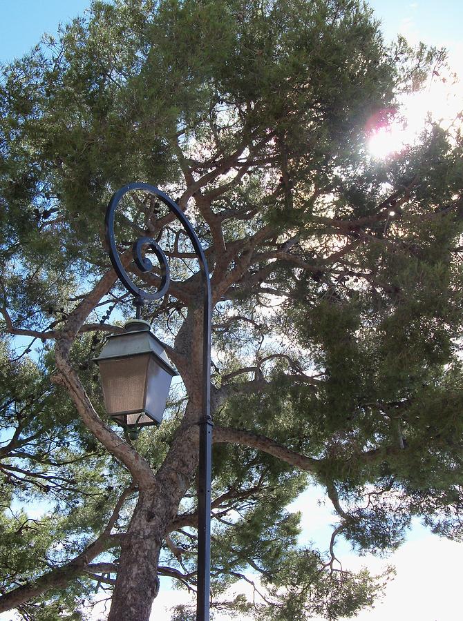 Nature Photograph - Lamp and Tree by Katie Beougher
